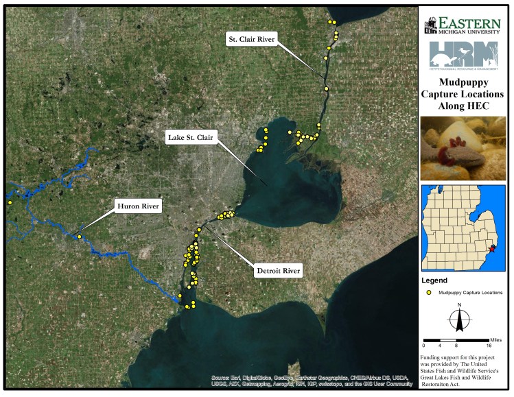 mudpuppy capture locations through 2015